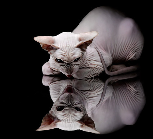 爱游戏体育官方入口-五大联赛是否因数据透明化降低比赛战术不确定性，五大联赛形势