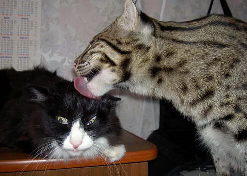 爱游戏中国官方登录入口网站-解析印度乒乓赛制：战术深度与赛制变革，印度乒乓球名将